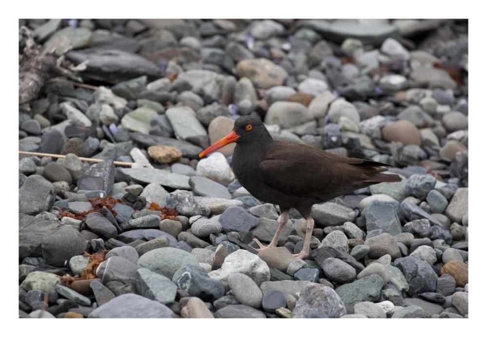 Black Oystercatcher, Icy Bay, Wrangell-St. Elias National Park, Alaska-Paper Art-26X18