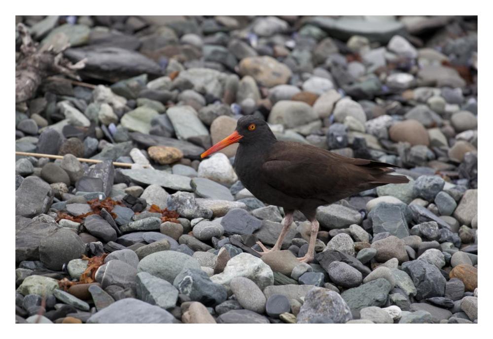 Black Oystercatcher, Icy Bay, Wrangell-St. Elias National Park, Alaska-Paper Art-32X22
