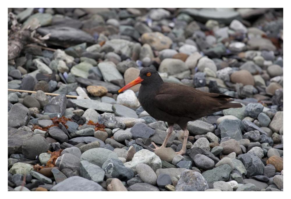 Black Oystercatcher, Icy Bay, Wrangell-St. Elias National Park, Alaska-Paper Art-38X26