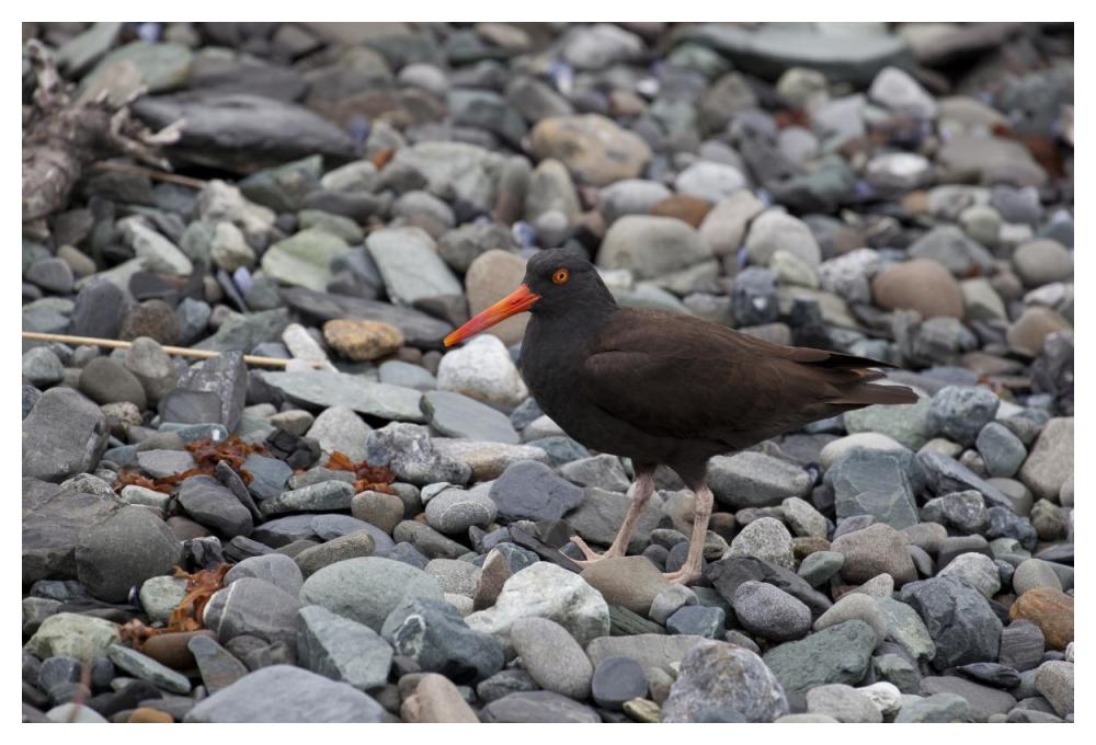 Black Oystercatcher, Icy Bay, Wrangell-St. Elias National Park, Alaska-Paper Art-50X34