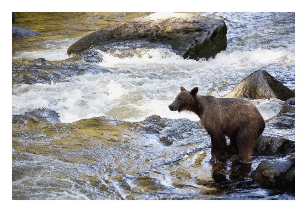 Grizzly Bear Fishing Along Anan Creek, Tongass National Forest, Alaska-Paper Art-26X18