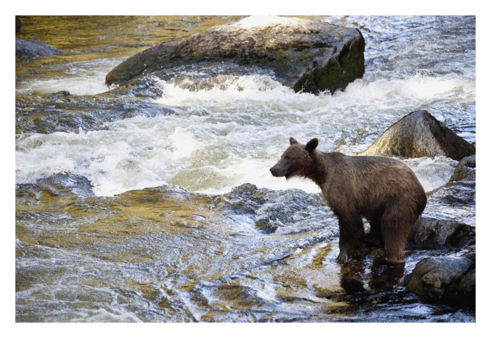 Grizzly Bear Fishing Along Anan Creek, Tongass National Forest, Alaska-Paper Art-32X22