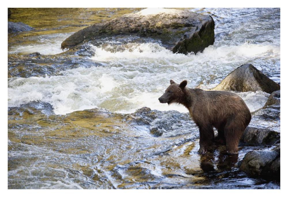 Grizzly Bear Fishing Along Anan Creek, Tongass National Forest, Alaska-Paper Art-38X26