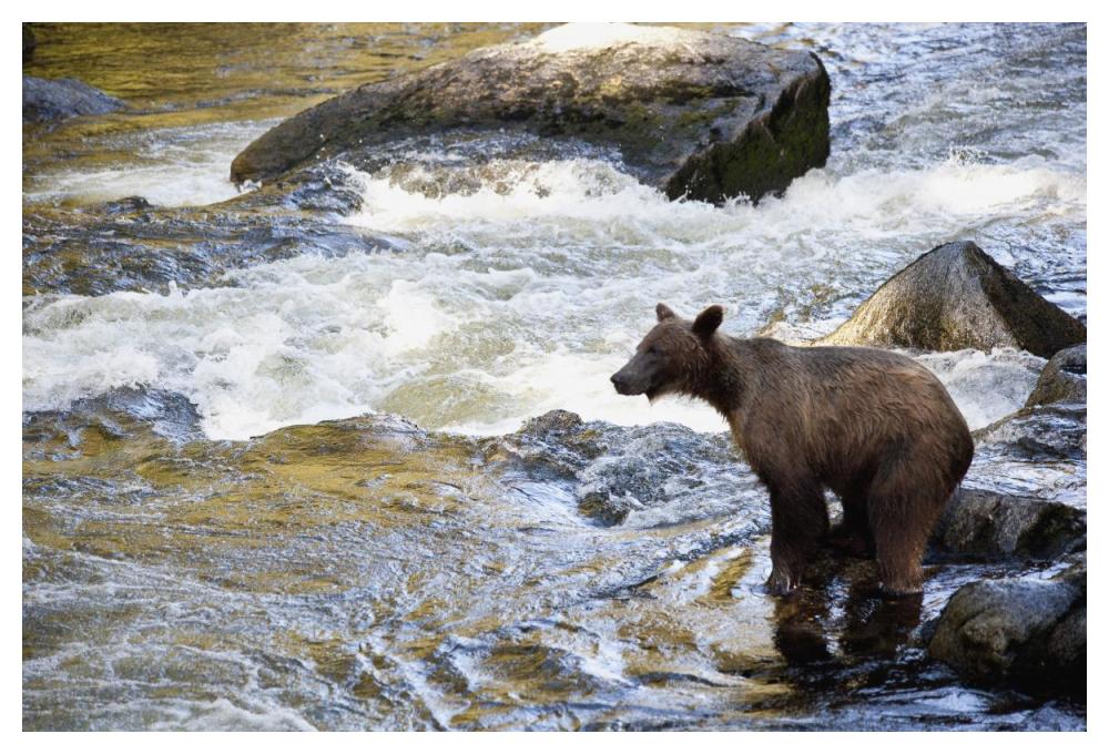 Grizzly Bear Fishing Along Anan Creek, Tongass National Forest, Alaska-Paper Art-50X34