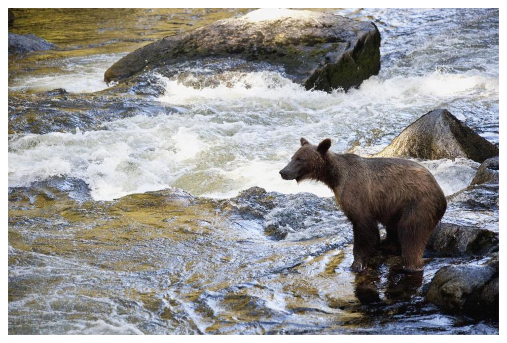 Grizzly Bear Fishing Along Anan Creek, Tongass National Forest, Alaska-Paper Art-62X42