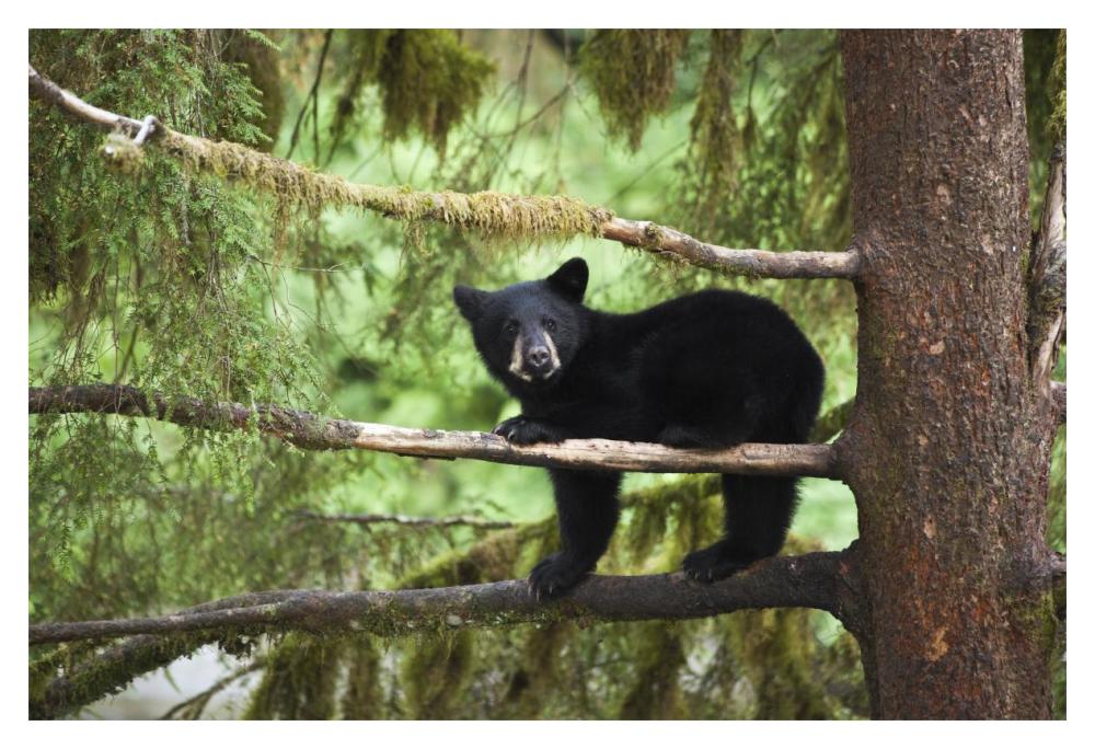 Black Bear Cub In Tree Along Anan Creek, Tongass National Forest, Alaska-Paper Art-20X14