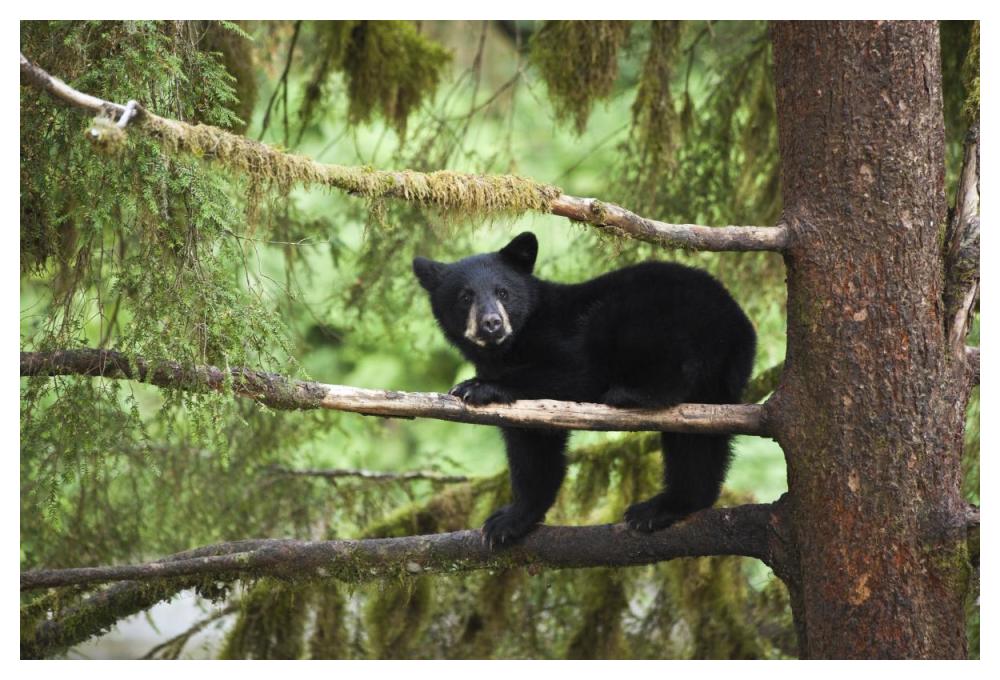 Black Bear Cub In Tree Along Anan Creek, Tongass National Forest, Alaska-Paper Art-50X34