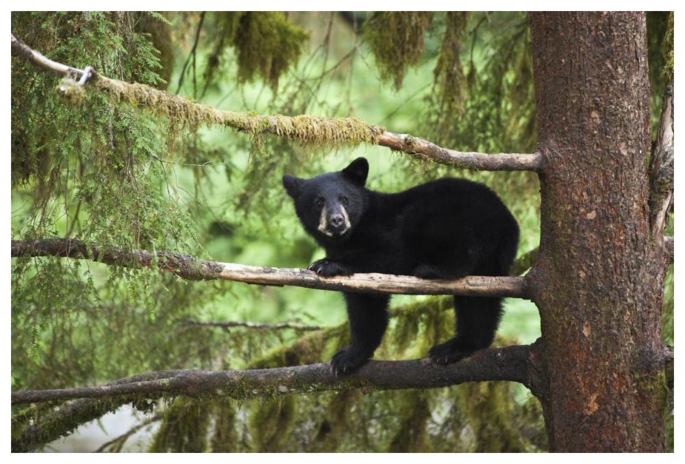 Black Bear Cub In Tree Along Anan Creek, Tongass National Forest, Alaska-Paper Art-62X42