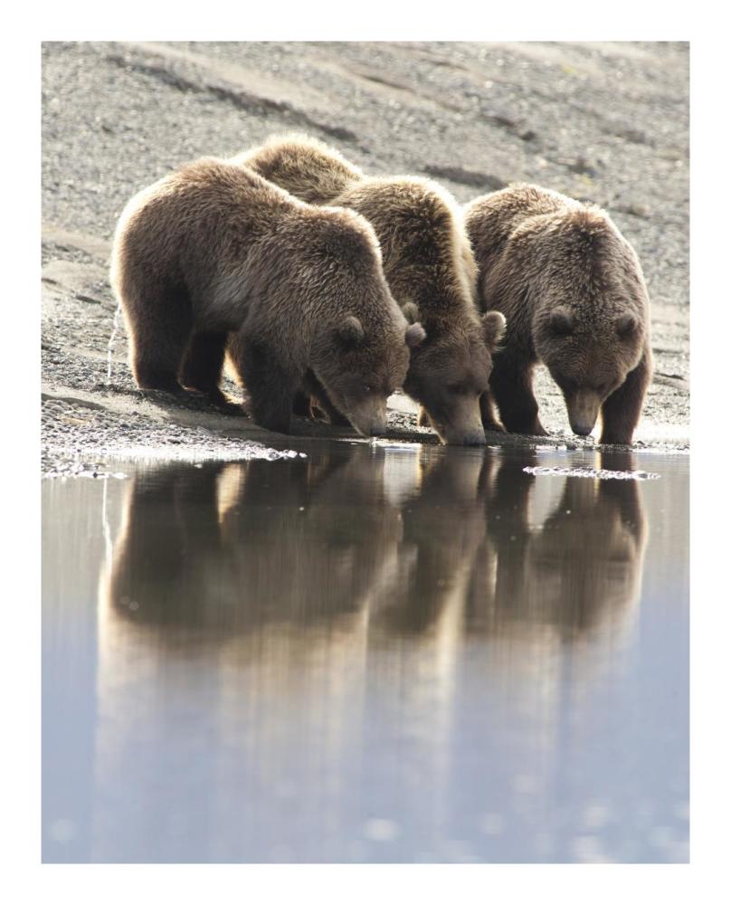 Grizzly Bear Mother And Yearling Cubs Drinking, Katmai National Park, Alaska-Paper Art-18X22
