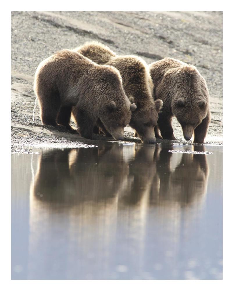 Grizzly Bear Mother And Yearling Cubs Drinking, Katmai National Park, Alaska-Paper Art-22X26