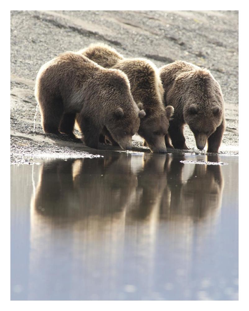 Grizzly Bear Mother And Yearling Cubs Drinking, Katmai National Park, Alaska-Paper Art-24X30