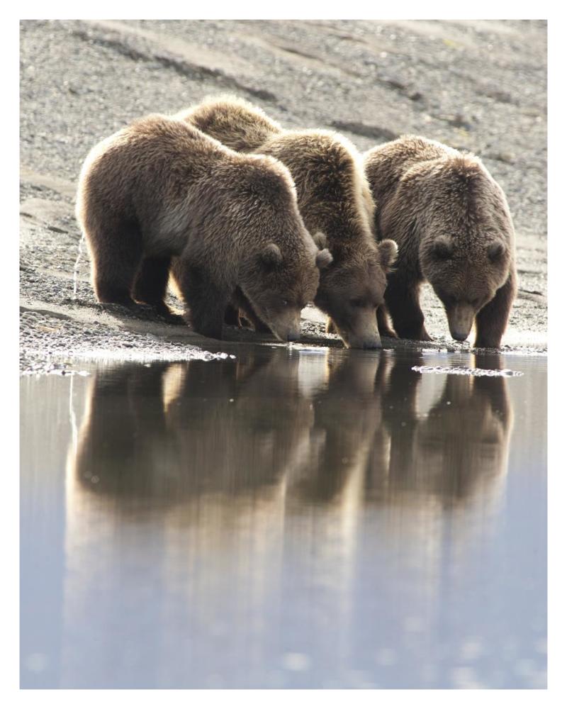 Grizzly Bear Mother And Yearling Cubs Drinking, Katmai National Park, Alaska-Paper Art-30X37
