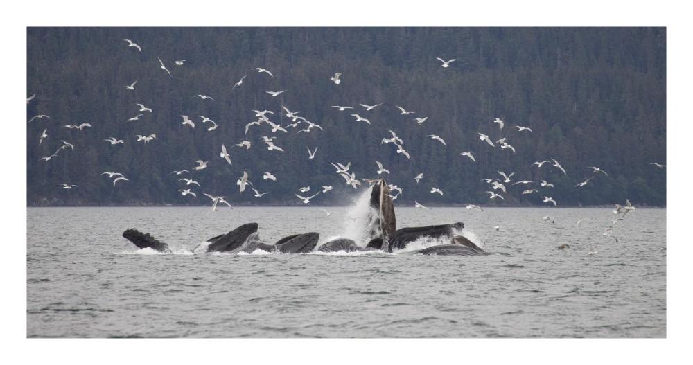 Humpback Whale Bubble Net Feeding Near Juneau With Seagulls Stealing Fish, Alaska-Paper Art-26X14