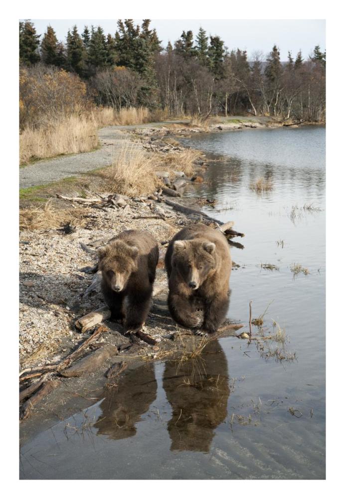 Grizzly Bear Mother And Yearling Walking Along River, Katmai National Park, Alaska-Paper Art-18X26