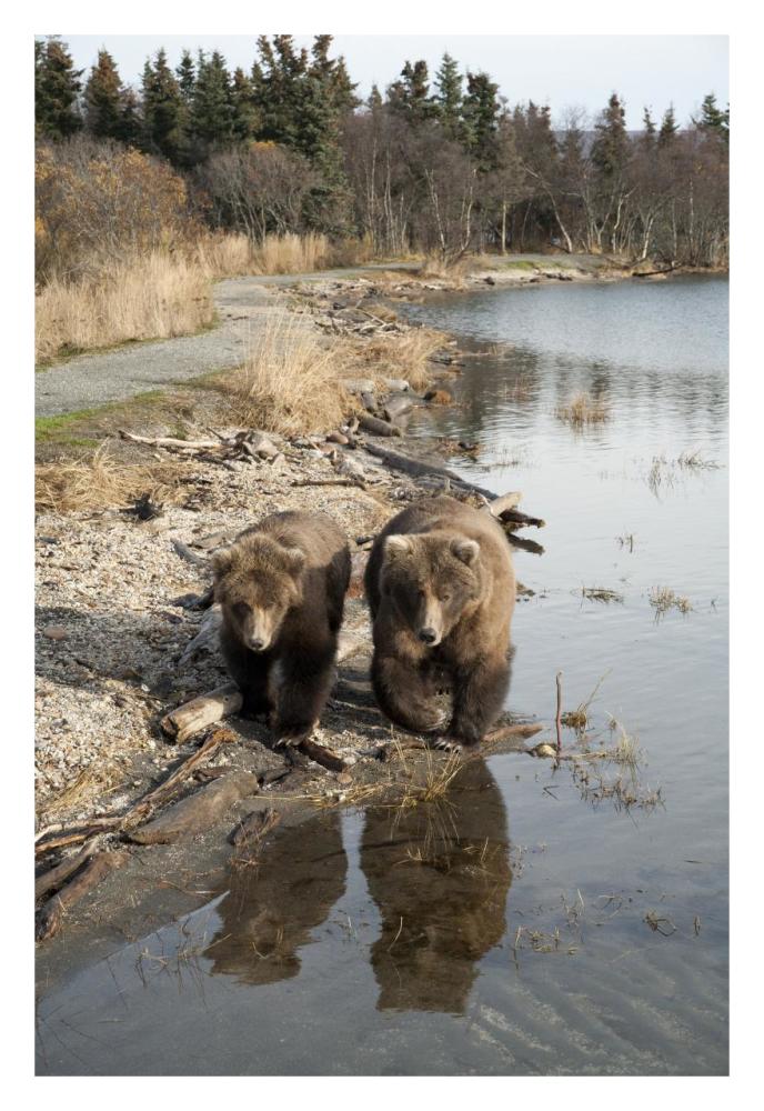 Grizzly Bear Mother And Yearling Walking Along River, Katmai National Park, Alaska-Paper Art-22X32