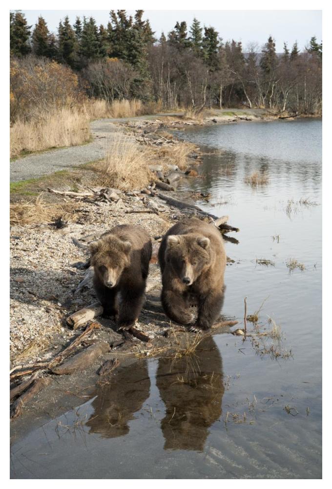 Grizzly Bear Mother And Yearling Walking Along River, Katmai National Park, Alaska-Paper Art-34X50