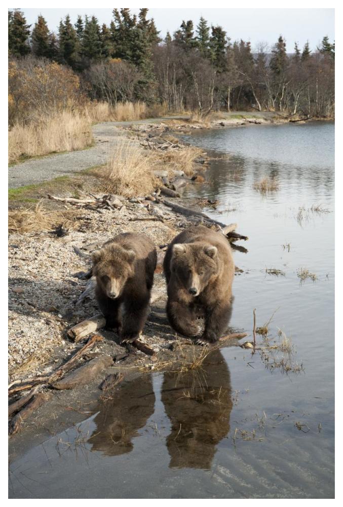 Grizzly Bear Mother And Yearling Walking Along River, Katmai National Park, Alaska-Paper Art-42X62