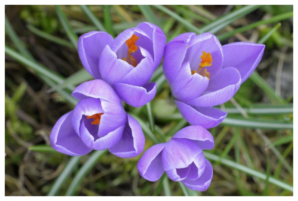 Spring Crocus-Paper Art-62X42