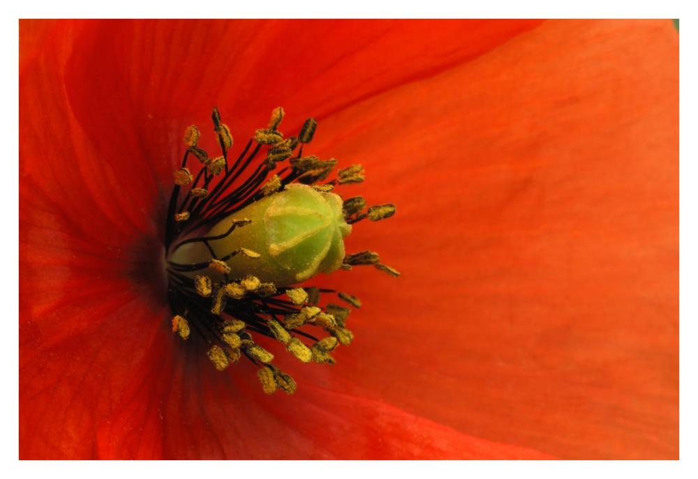 Long-Headed Poppy, Netherlands-Paper Art-38X26