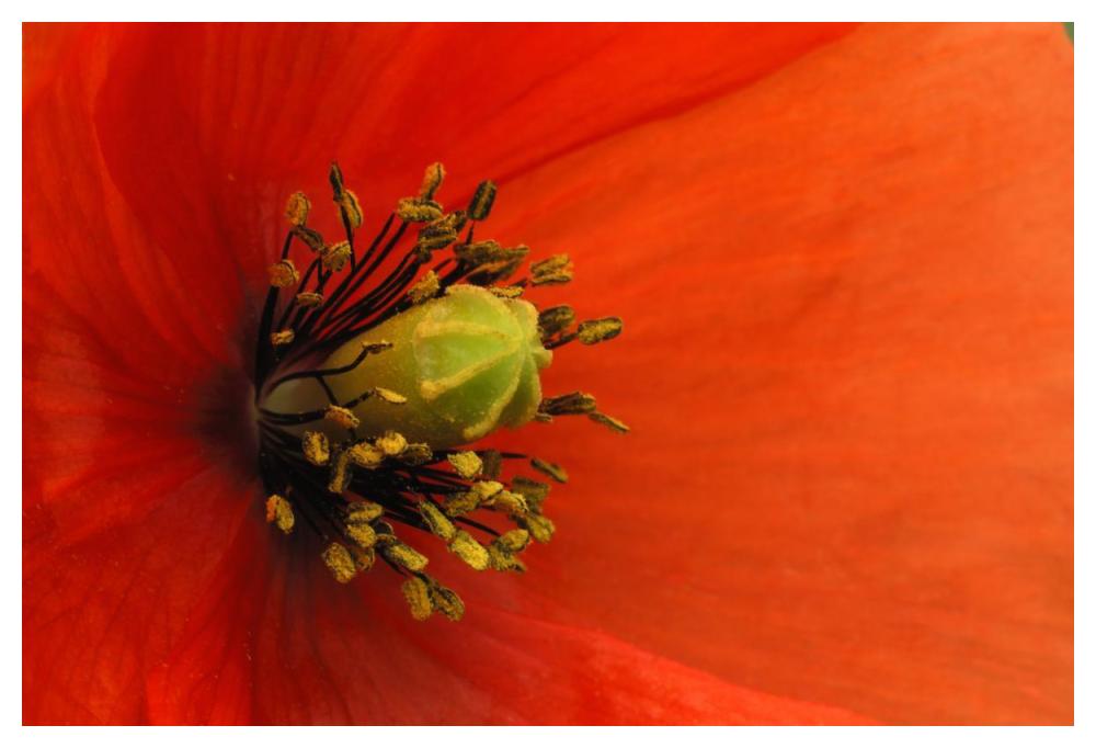 Long-Headed Poppy, Netherlands-Paper Art-50X34