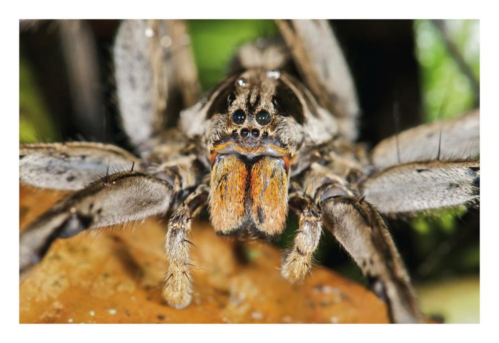 Wolf Spider, Mindo, Western Slope Of Andes, Ecuador-Paper Art-26X18