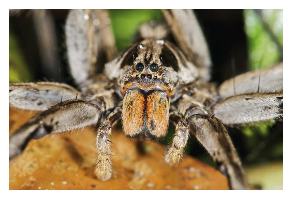 Wolf Spider, Mindo, Western Slope Of Andes, Ecuador-Paper Art-32X22