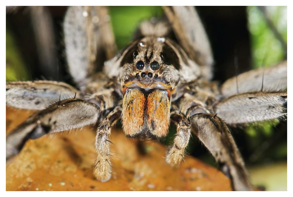 Wolf Spider, Mindo, Western Slope Of Andes, Ecuador-Paper Art-50X34