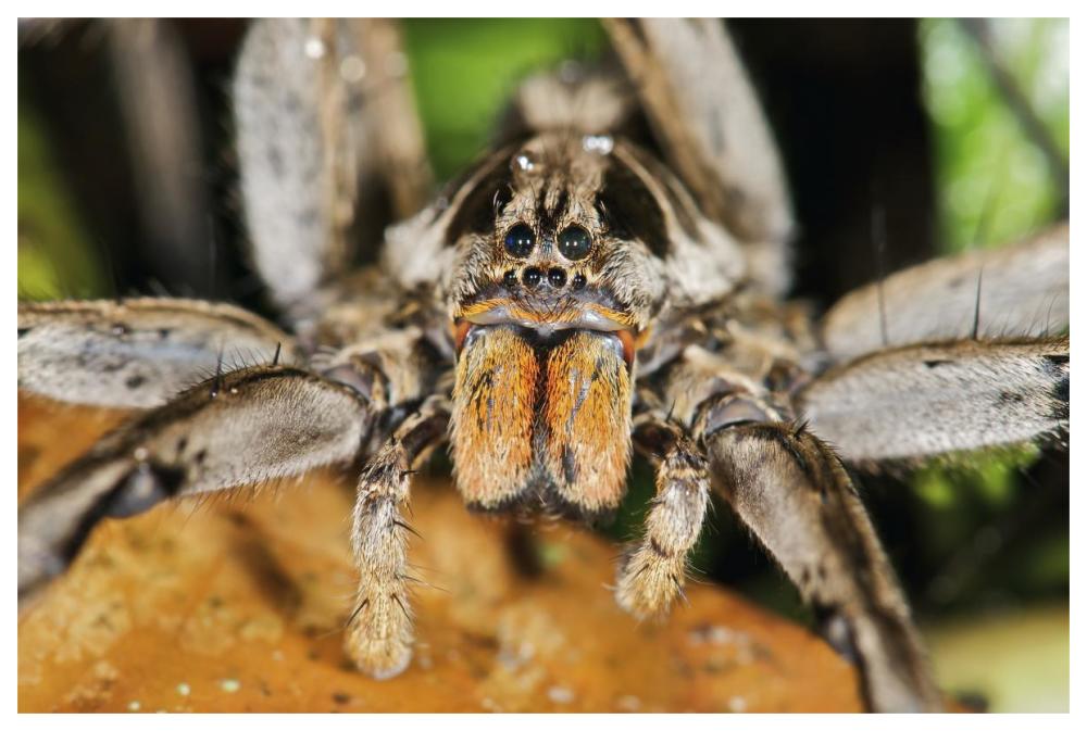 Wolf Spider, Mindo, Western Slope Of Andes, Ecuador-Paper Art-62X42
