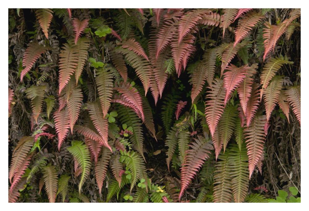Young Ferns In Temperate Forest, Ecuador-Paper Art-38X26