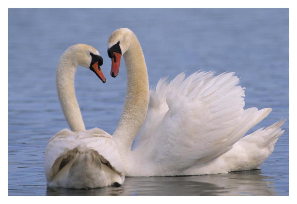 Mute Swan Pair Courting, Europe-Paper Art-20X14