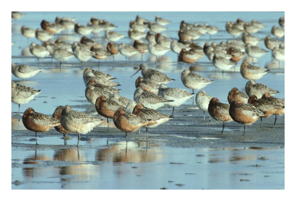 Black-Tailed Godwit Flock Resting In Estuary At High-Tide, Europe-Paper Art-26X18