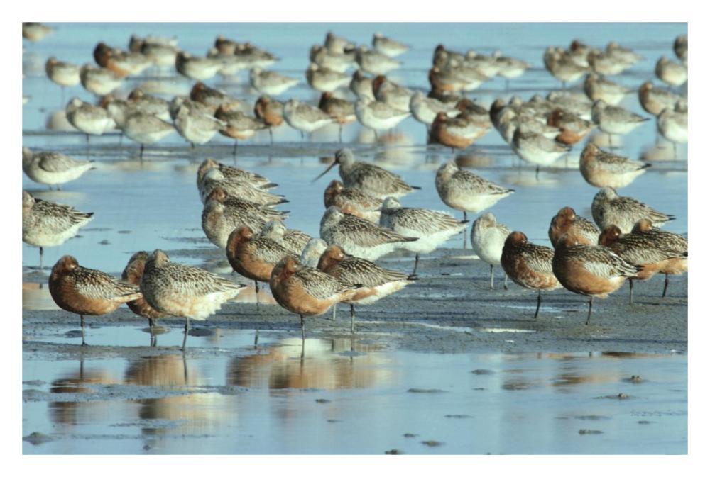 Black-Tailed Godwit Flock Resting In Estuary At High-Tide, Europe-Paper Art-32X22