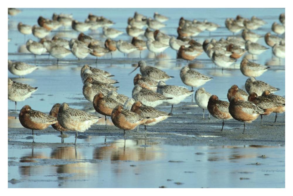 Black-Tailed Godwit Flock Resting In Estuary At High-Tide, Europe-Paper Art-38X26