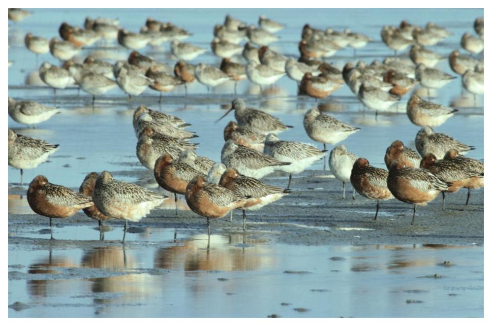 Black-Tailed Godwit Flock Resting In Estuary At High-Tide, Europe-Paper Art-62X42