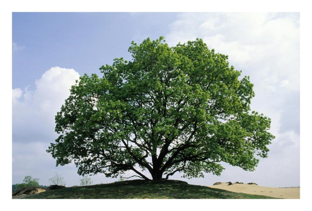 English Oak In Autumn, Europe, Asia And North Africa Introduced Into North America-Paper Art-26X18