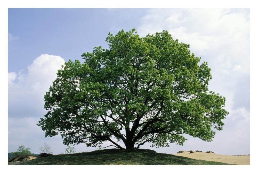 English Oak In Autumn, Europe, Asia And North Africa Introduced Into North America-Paper Art-32X22
