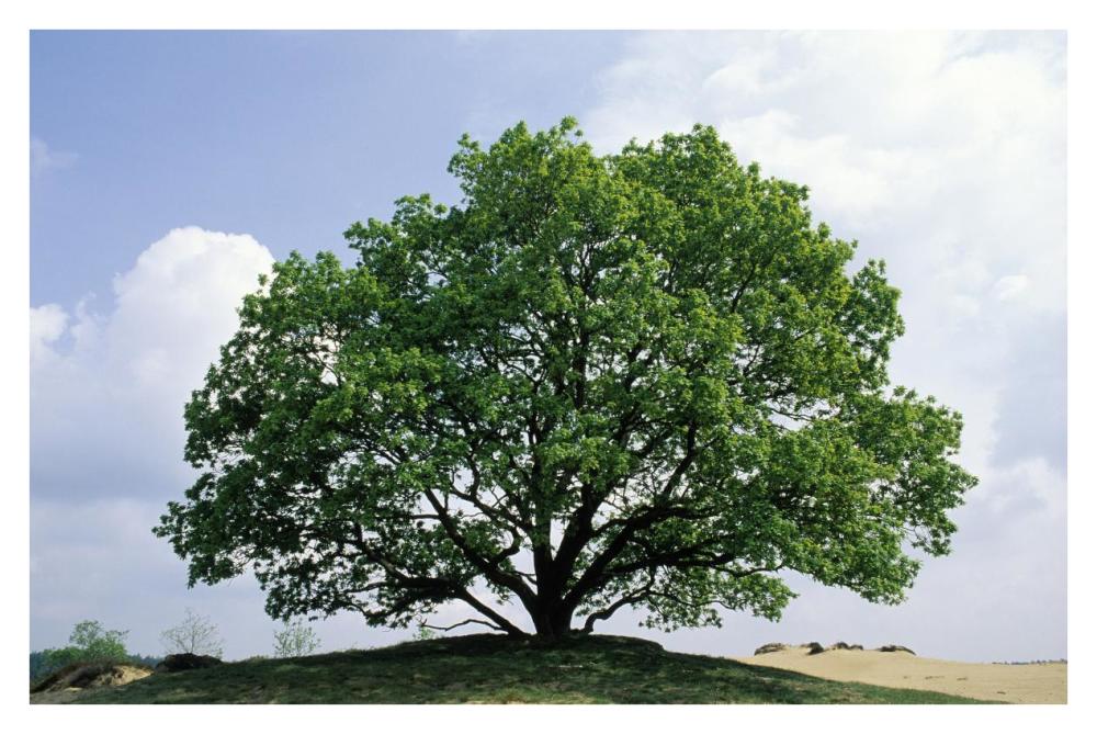 English Oak In Autumn, Europe, Asia And North Africa Introduced Into North America-Paper Art-38X26