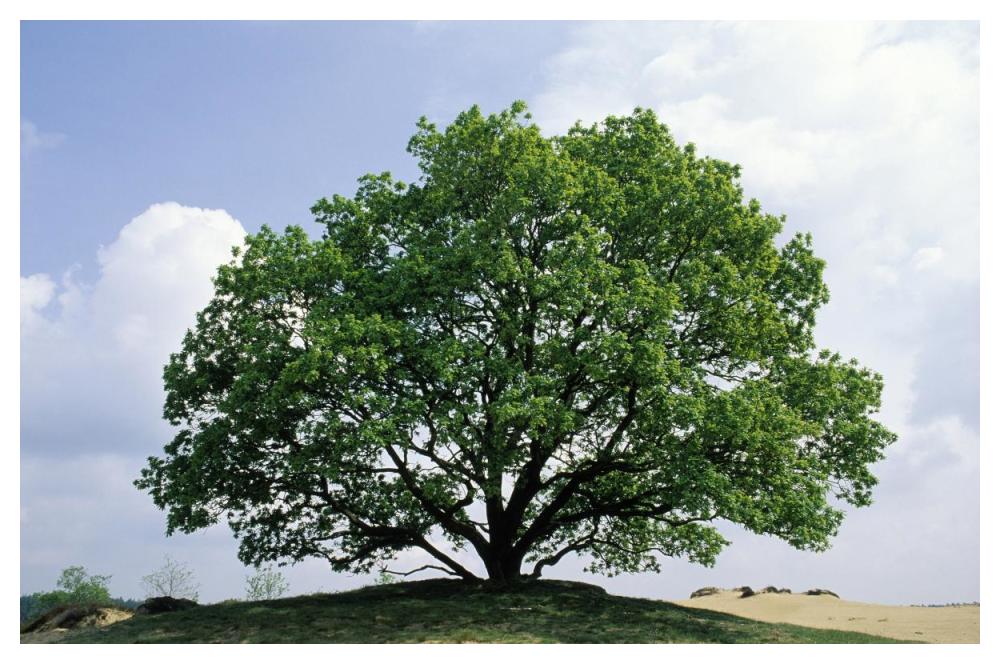 English Oak In Autumn, Europe, Asia And North Africa Introduced Into North America-Paper Art-50X34