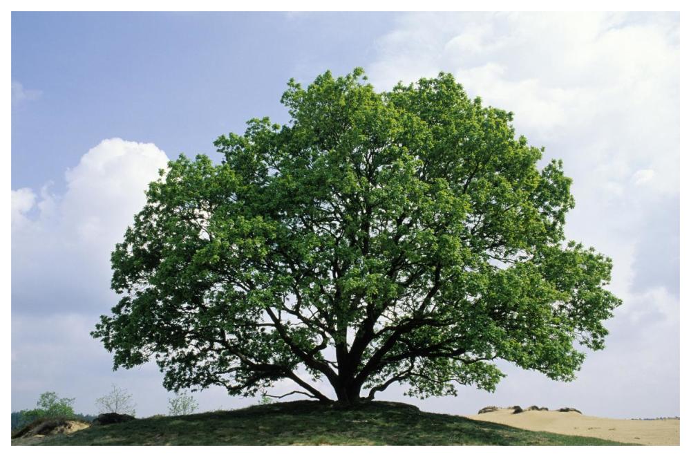 English Oak In Autumn, Europe, Asia And North Africa Introduced Into North America-Paper Art-62X42