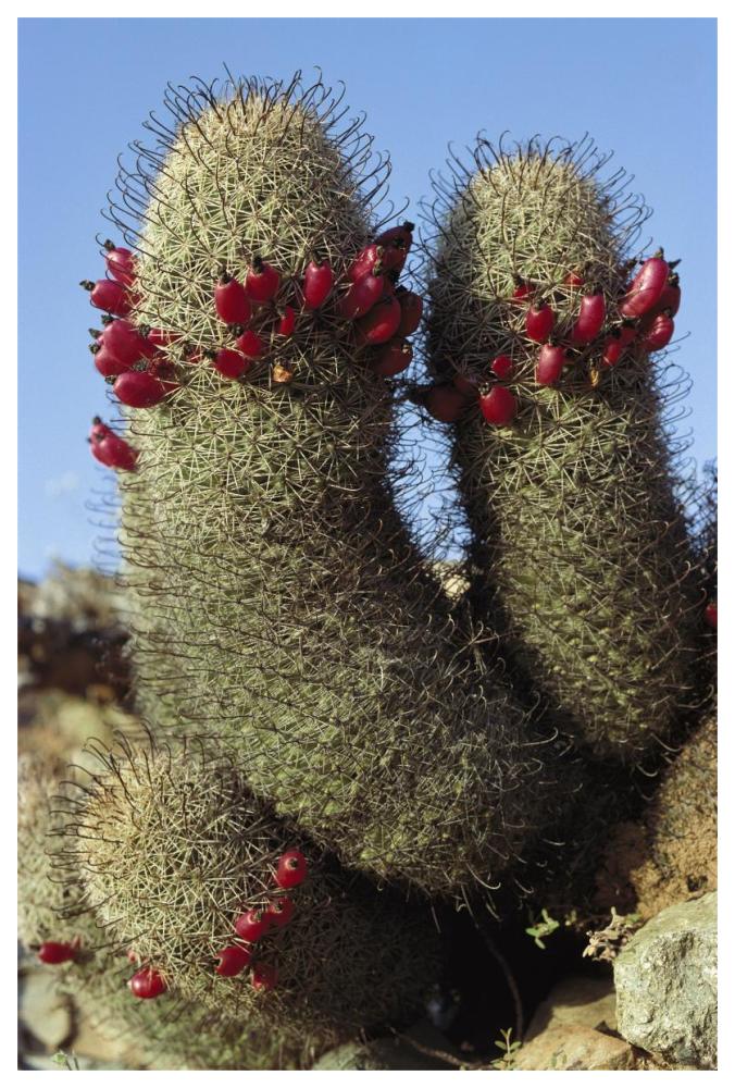 Fishhook Cactus In Bloom, Santa Catalina Island, Sea Of Cortez, Baja California, Mexico-Paper Art-42X62