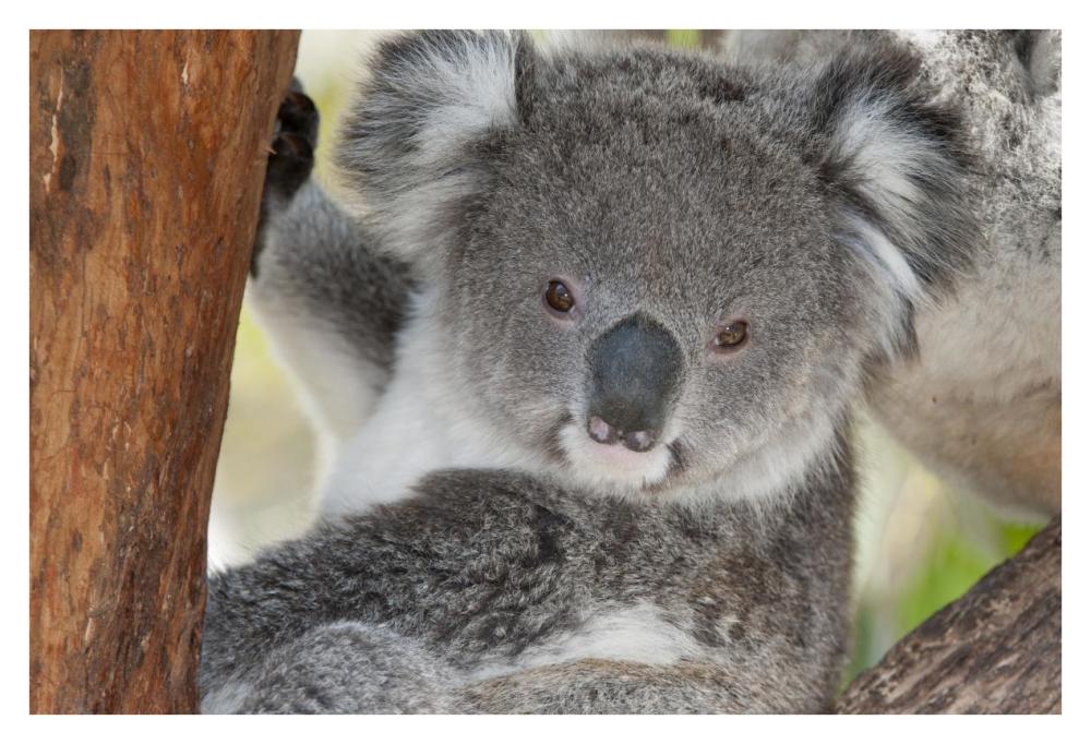 Koala, Victoria, Australia-Paper Art-38X26