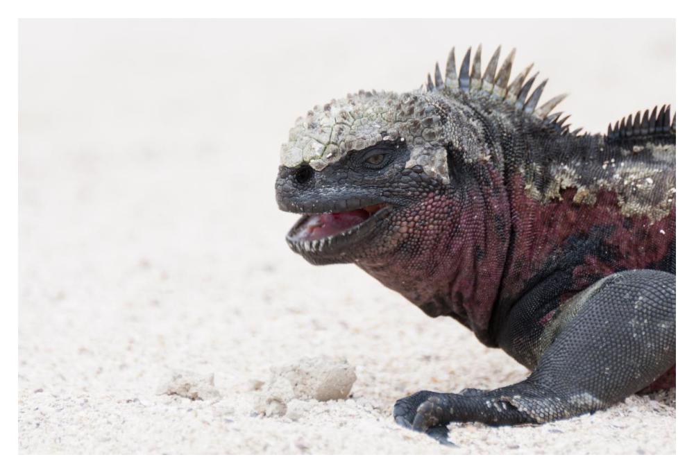 Marine Iguana, Galapagos Islands, Ecuador-Paper Art-20X14