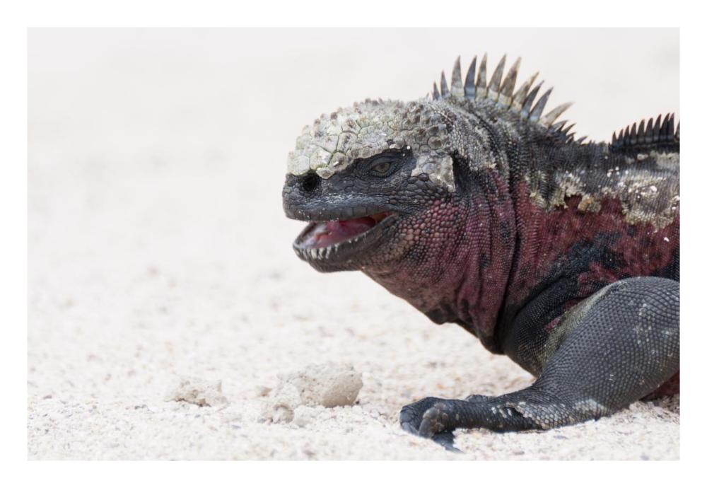 Marine Iguana, Galapagos Islands, Ecuador-Paper Art-26X18