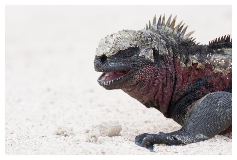 Marine Iguana, Galapagos Islands, Ecuador-Paper Art-50X34