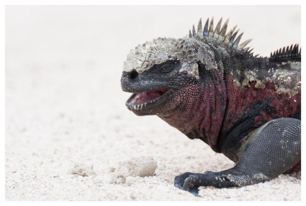 Marine Iguana, Galapagos Islands, Ecuador-Paper Art-62X42