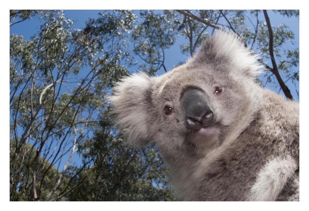 Koala In Gum Tree Forest, Victoria, Australia-Paper Art-32X22