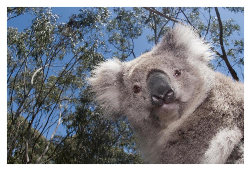 Koala In Gum Tree Forest, Victoria, Australia-Paper Art-38X26