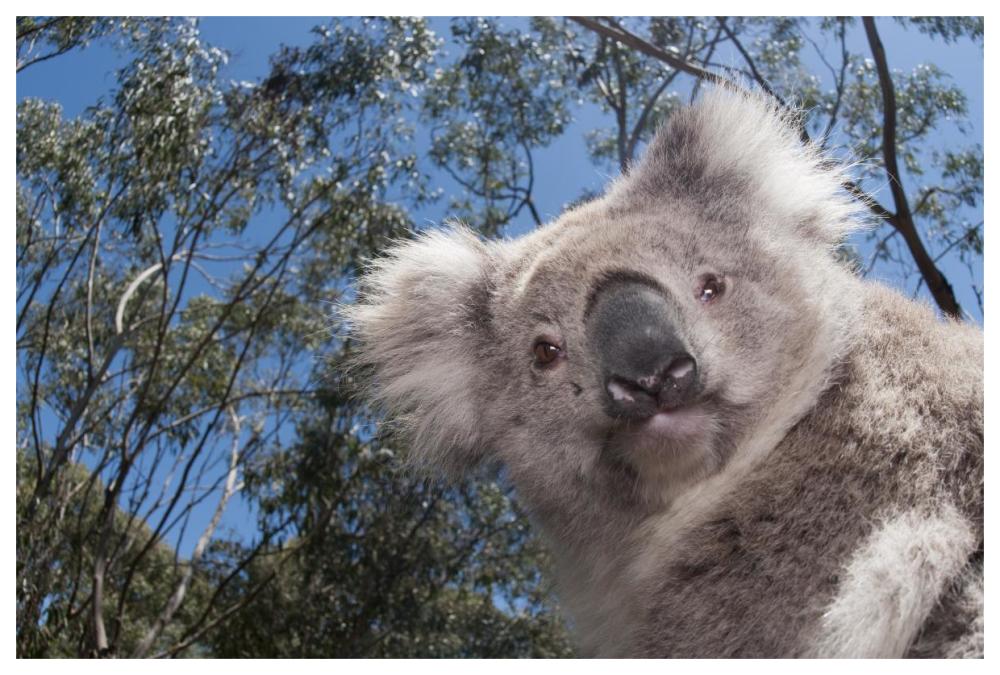 Koala In Gum Tree Forest, Victoria, Australia-Paper Art-62X42