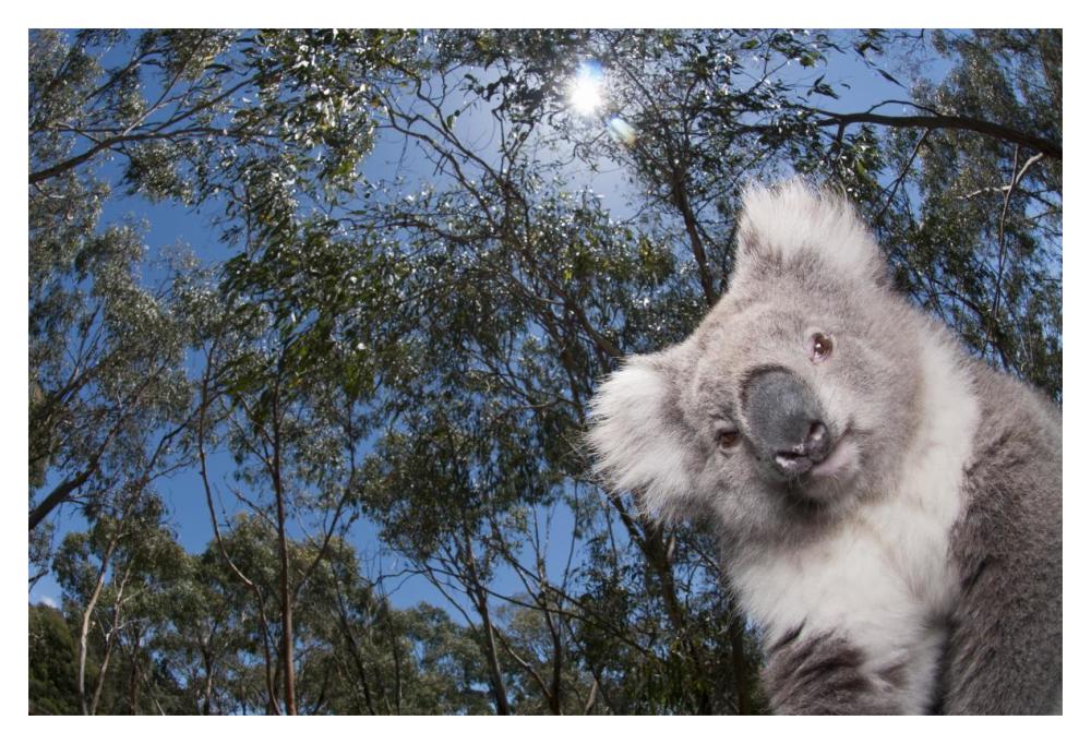 Koala In Gum Tree Forest, Victoria, Australia-Paper Art-20X14