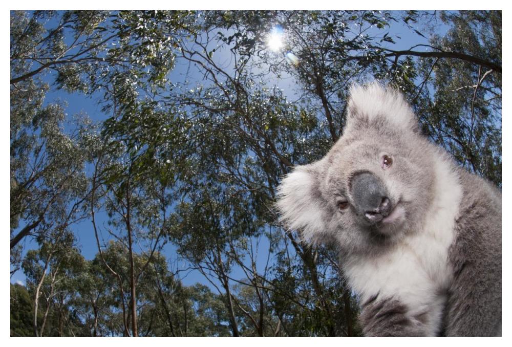 Koala In Gum Tree Forest, Victoria, Australia-Paper Art-50X34
